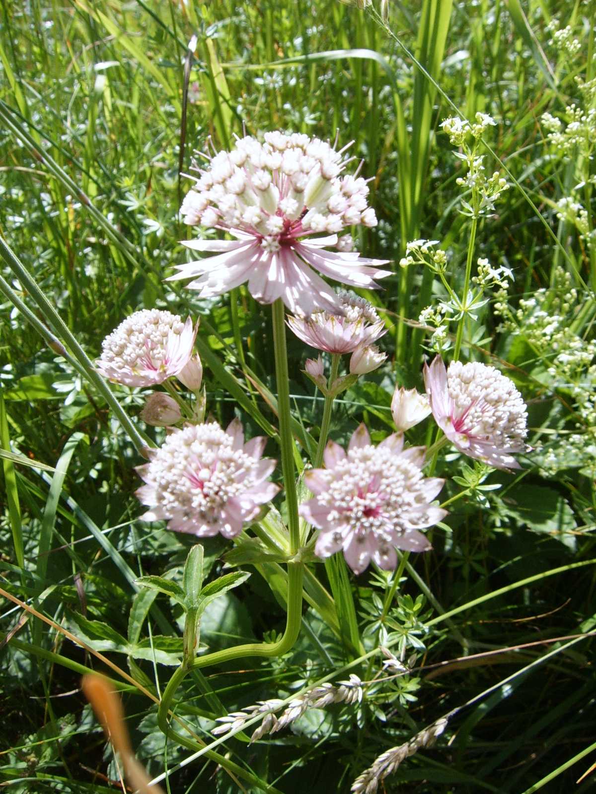 from Slovenia with love 5 - Astrantia major